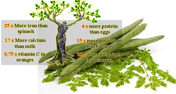 You are currently viewing The Miracle Tree That Could Treat Many Serious Diseases