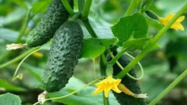 Eat cucumbers