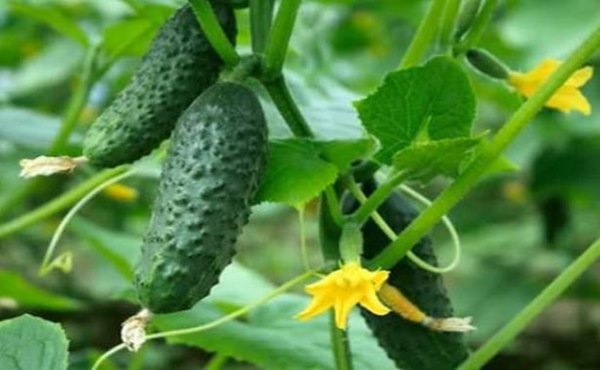 You are currently viewing Eat Cucumbers And Heal Yourself – 14 Superb Health Benefits of Cucumbers