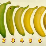 Which Banana Would You Eat? Your Answer May Have An Effect On Your Health