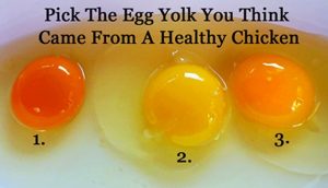Read more about the article Which Egg Do You Think Came From a Healthy Chicken?