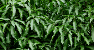 Read more about the article The Best 7 Uses Of Mango Leaves You Never Knew