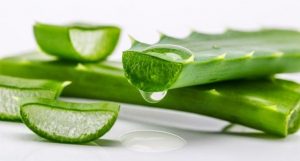 Read more about the article What Aloe Vera Does To Your Body: Why The Egyptians Called it The Plant of Immortality