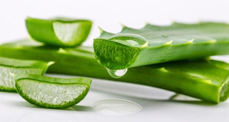 You are currently viewing What Aloe Vera Does To Your Body: Why The Egyptians Called it The Plant of Immortality
