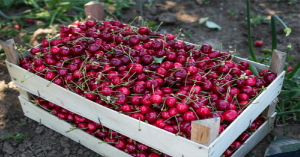 Read more about the article Eat Cherries For Falling Asleep Faster. They Are A Great Late-Night Snack