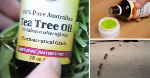 Read more about the article 5 Tea Tree Oil Uses Most People Have No Idea About