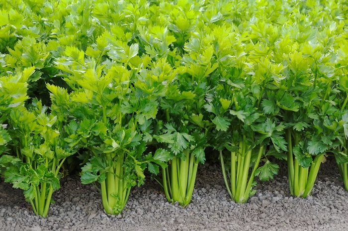 You are currently viewing 9 Reasons Why You Should Eat Celery Every Day