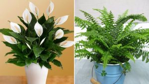 Read more about the article Plants That Can Eliminate The Indoor Humidity And Save You From Allergies And Asthma