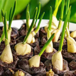 Stop Buying Garlic At The Store. Here’s How To Grow Garlic Right At Home