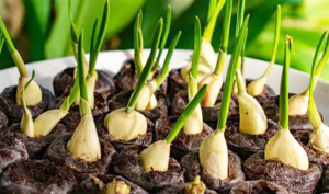 Read more about the article Stop Buying Garlic At The Store. Here’s How To Grow Garlic Right At Home