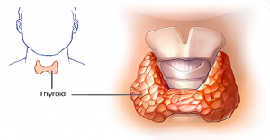 Read more about the article You Will Never Hear This From Your Doctor: How To Cure Your Thyroid Gland With Just Two Ingredients!