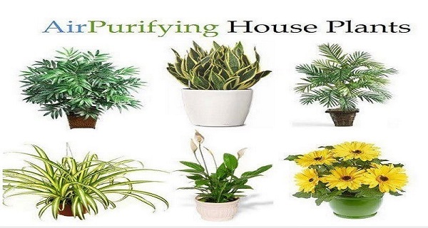 You are currently viewing 8 Impossible To Kill Plants That Clean The Air In Your Home