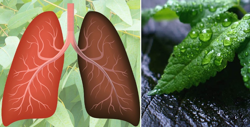 You are currently viewing Are You Short Of Breath? Here Are The 15 Most Powerful Herbs For Your Lungs’ Health