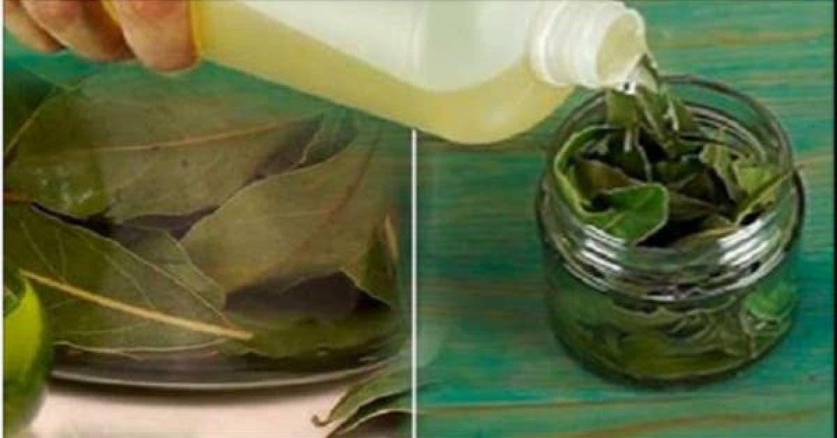 You are currently viewing This Leaf Is A Blessing From God: Fight Insomnia, High Blood Pressure, Sugar And Blood Fat
