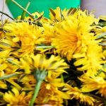 Dandelions Build Bones Better than Calcium, Cleanse the Liver and Even Treat Eczema and Psoriasis