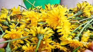 Read more about the article Dandelions Build Bones Better than Calcium, Cleanse the Liver and Even Treat Eczema and Psoriasis
