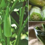 Soak Okra in Water Overnight and Drink it in the Morning for Wondrous Health Benefits Your Body Needs
