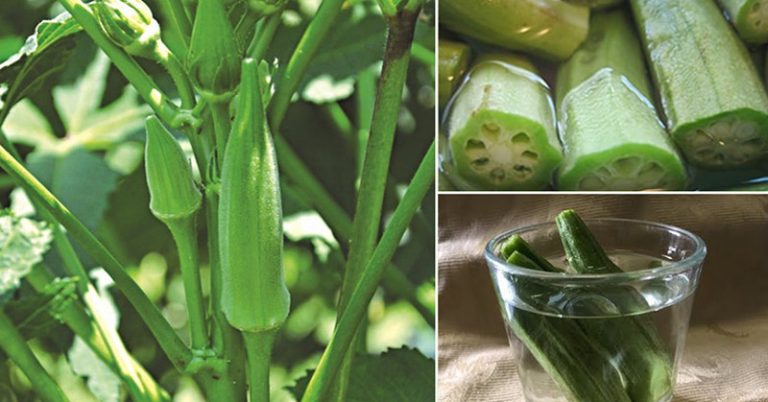 You are currently viewing Soak Okra in Water Overnight and Drink it in the Morning for Wondrous Health Benefits Your Body Needs