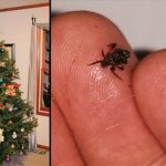 Your Living Christmas Tree Is Most Likely Crawling With Bugs