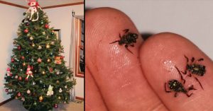 Read more about the article Your Living Christmas Tree Is Most Likely Crawling With Bugs