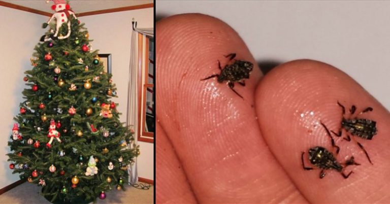You are currently viewing Your Living Christmas Tree Is Most Likely Crawling With Bugs