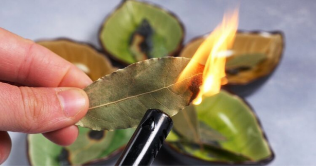 You are currently viewing This Is What Happens If You Burn A Bay Leaf In Your Home (Plus 7 Other Uses)