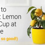 How To Plant Lemon In A Cup At Home (Smells So Good!)