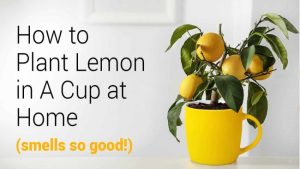 Read more about the article How To Plant Lemon In A Cup At Home (Smells So Good!)
